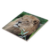 Löwe 021 fliese (Seite)