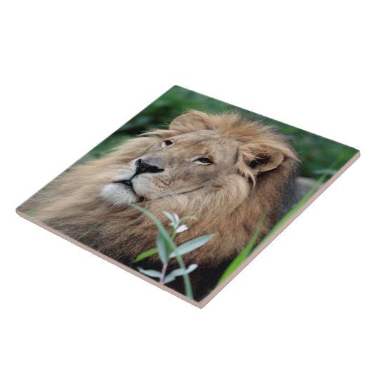 Löwe 021 fliese (Seite)