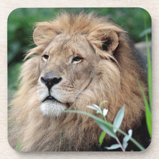 Löwe 021 getränkeuntersetzer (Vorderseite)