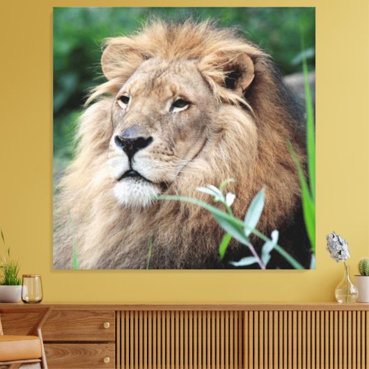 Löwe 021 leinwanddruck (Insitu (Wohnzimmer))
