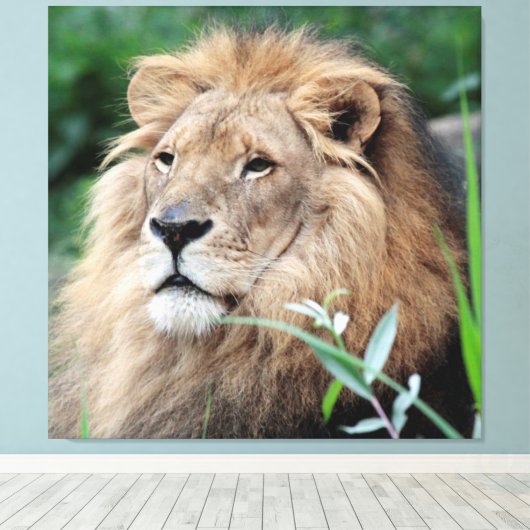 Löwe 021 leinwanddruck (Insitu (Holzboden))