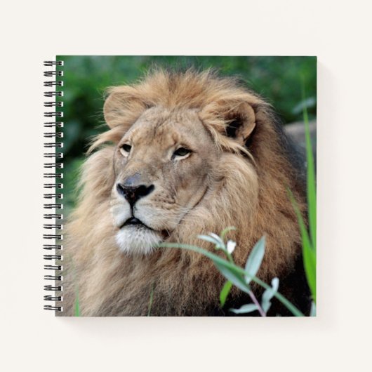 Löwe 021 notizblock (Vorderseite)