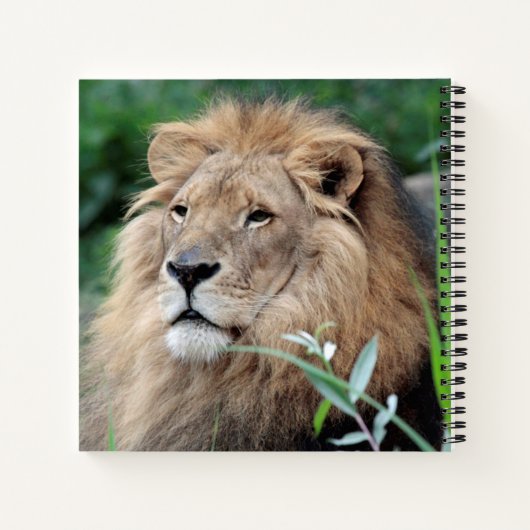 Löwe 021 notizblock (Rückseite)