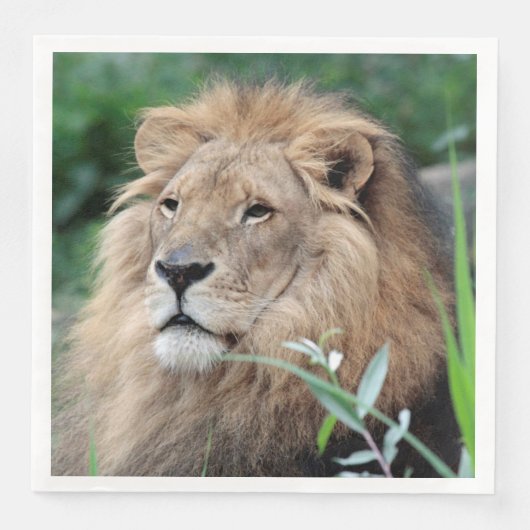 Löwe 021 serviette (Vorderseite)