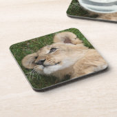 Löwe 022 getränkeuntersetzer (Linke Seite)