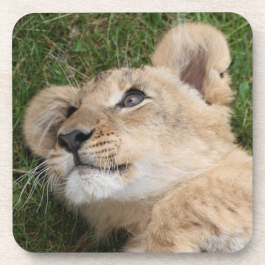 Löwe 022 getränkeuntersetzer (Vorderseite)