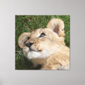 Löwe 022 leinwanddruck (Vorderseite)