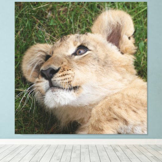 Löwe 022 leinwanddruck (Insitu (Holzboden))