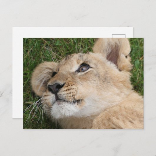 Löwe 022 postkarte (Vorne/Hinten)