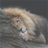 Löwe 030 aufkleber (Vorderseite)