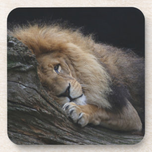 Löwe 030 getränkeuntersetzer