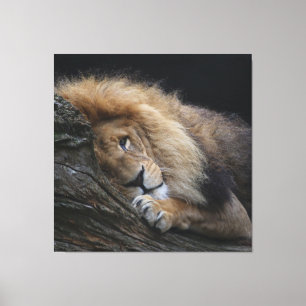 Löwe 030 leinwanddruck