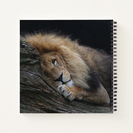 Löwe 030 notizblock (Rückseite)