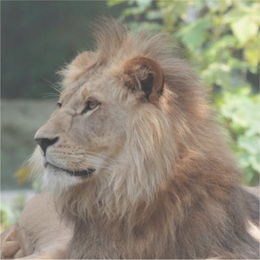 Löwe 035 aufkleber (Vorderseite)