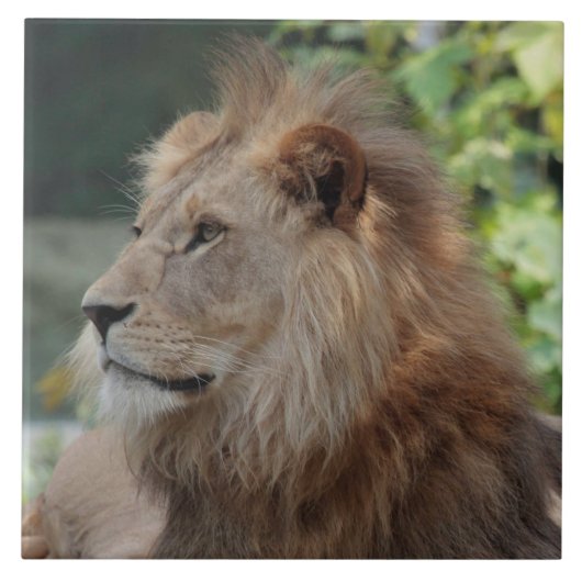 Löwe 035 fliese (Vorderseite)