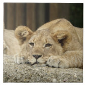 Löwe 040 fliese (Vorderseite)