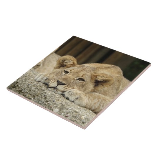 Löwe 040 fliese (Seite)