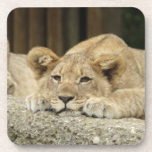 Löwe 040 getränkeuntersetzer (Vorderseite)