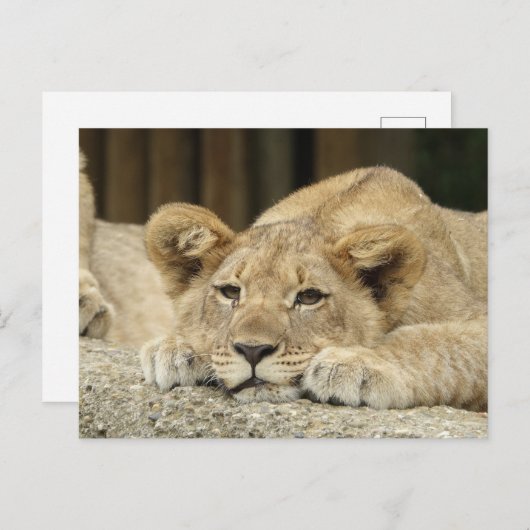 Löwe 040 postkarte (Vorne/Hinten)