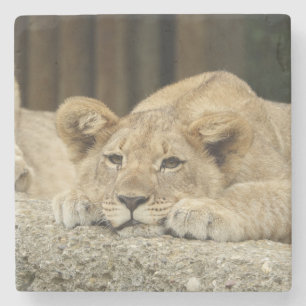 Löwe 040 steinuntersetzer