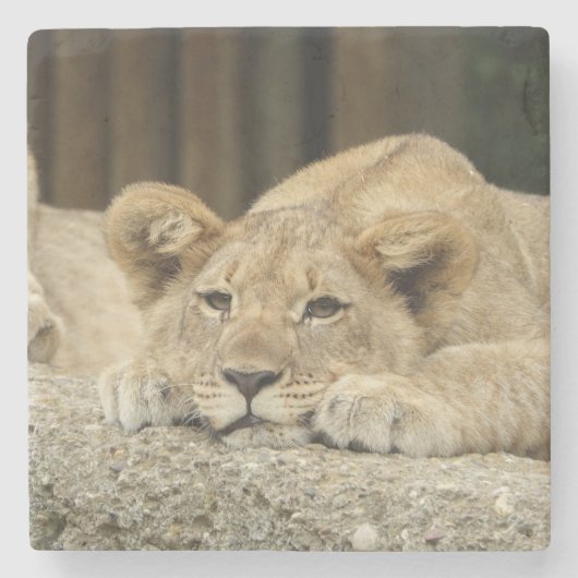 Löwe 040 steinuntersetzer (Vorderseite)