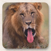 Löwe 2 getränkeuntersetzer (Vorderseite)