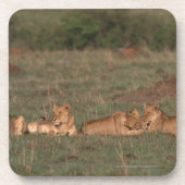 Löwe 4 getränkeuntersetzer (Vorderseite)