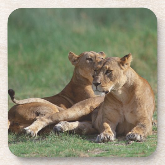 Löwe 5 untersetzer (Vorderseite)