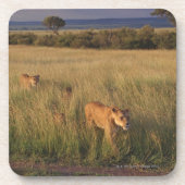 Löwe 6 untersetzer (Vorderseite)