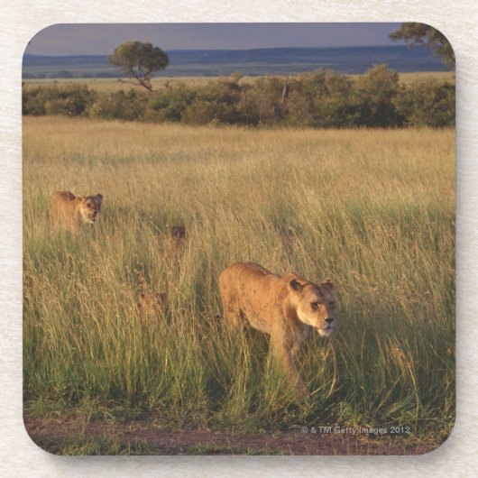 Löwe 6 untersetzer (Vorderseite)