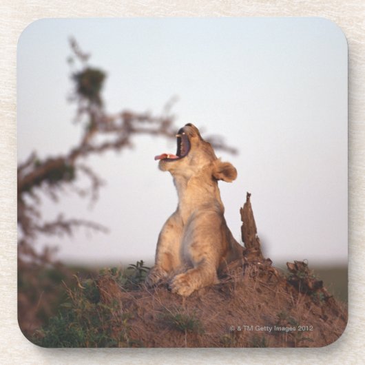 Löwe 7 untersetzer (Vorderseite)