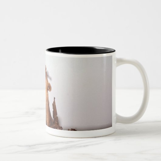 Löwe 7 zweifarbige tasse (Rechts)