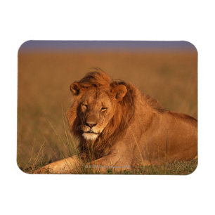 Löwe 8 magnet