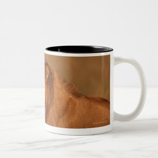 Löwe 8 zweifarbige tasse (Rechts)