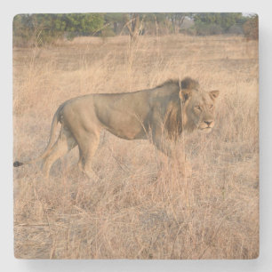 Löwe auf der Jagd, Sambia. Steinuntersetzer