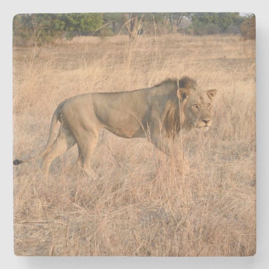 Löwe auf der Jagd, Sambia. Steinuntersetzer (Vorderseite)