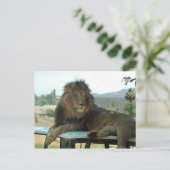Löwe auf der Postkarte (Stehend Vorderseite)