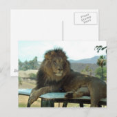 Löwe auf der Postkarte (Vorne/Hinten)