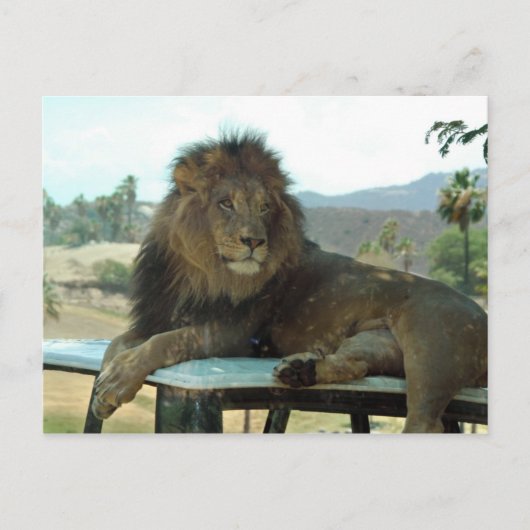Löwe auf der Postkarte (Vorderseite)