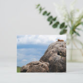 Löwe auf einem großen Felsen in Tansania, Afrika Postkarte (Stehend Vorderseite)