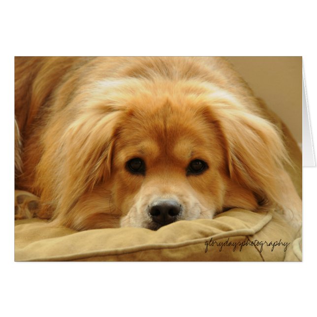 Löwe auf Hundebett (Vorderseite (Horizontal))