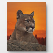 Löwe bei Sonnenuntergang Fotoplatte (Vorderseite)