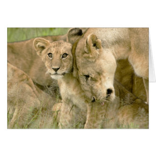 Löwe CUB, das mit es Nuzzling ist, ist Mutter
