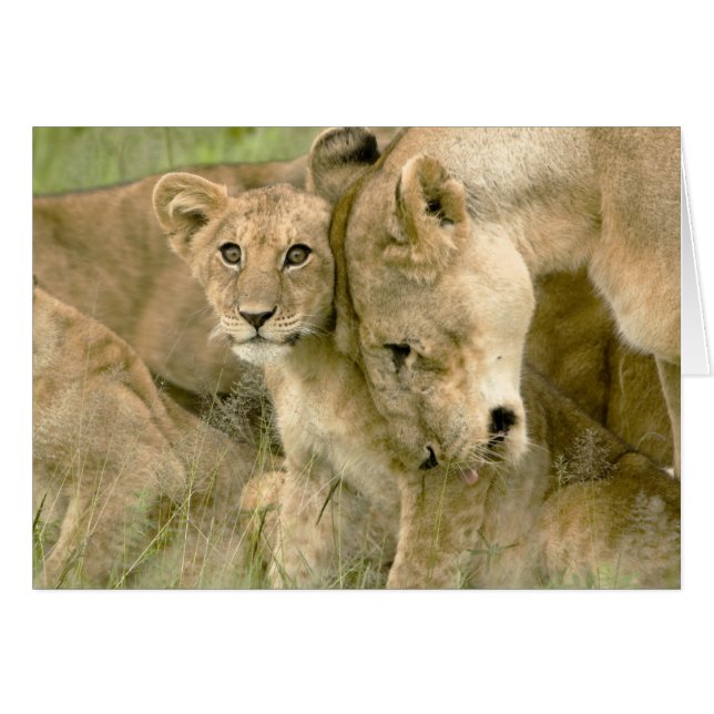 Löwe CUB, das mit es Nuzzling ist, ist Mutter (Vorderseite (Horizontal))