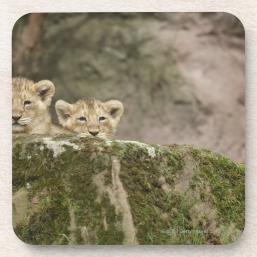 Löwe CUB, das über Felsen späht Untersetzer (Vorderseite)