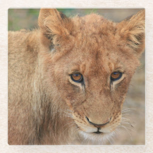 Löwe CUB Glasuntersetzer