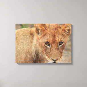 Löwe CUB Leinwanddruck