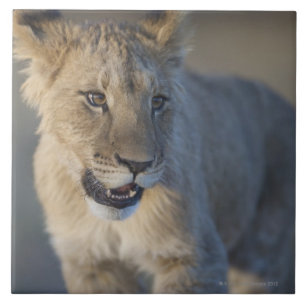 Löwe CUB (Panthera Löwe)   Namibia Fliese