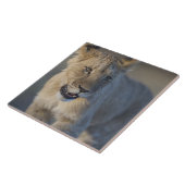 Löwe CUB (Panthera Löwe) | Namibia Fliese (Seite)