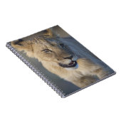 Löwe CUB (Panthera Löwe) | Namibia Notizblock (Rechte Seite)